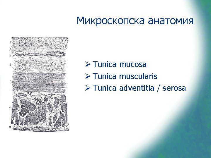 Микроскопска анатомия Ø Tunica mucosa Ø Tunica muscularis Ø Tunica adventitia / serosa 
