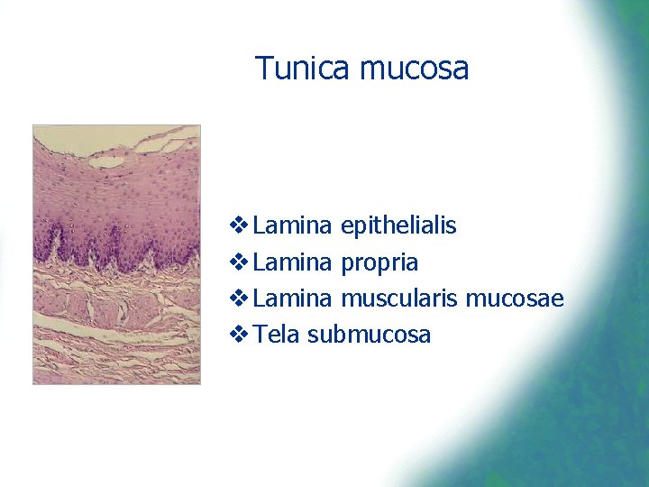 Tunica mucosa v Lamina epithelialis v Lamina propria v Lamina muscularis mucosae v Tela