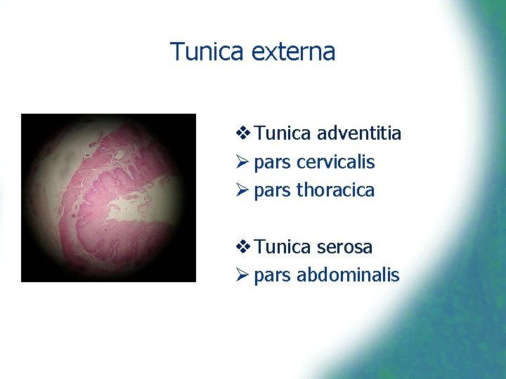 Tunica externa v Tunica adventitia Ø pars cervicalis Ø pars thoracica v Tunica serosa