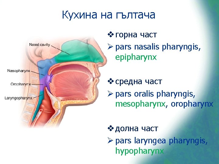 Кухина на гълтача v горна част Ø pars nasalis pharyngis, epipharynx v средна част