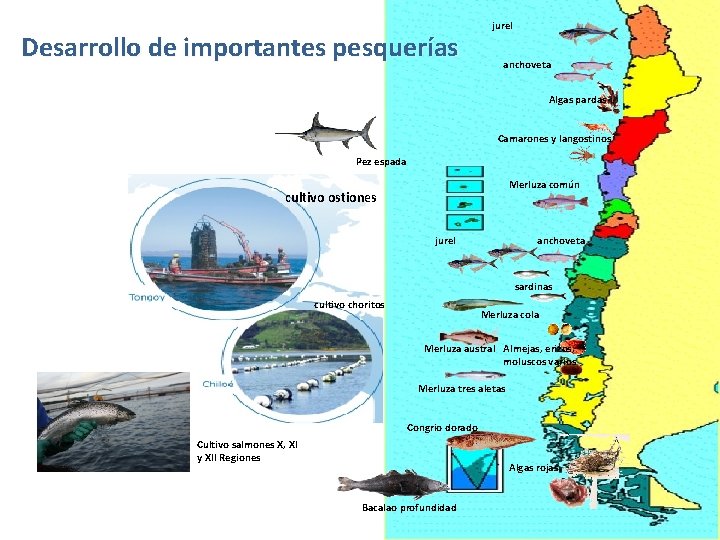 Desarrollo de importantes pesquerías jurel anchoveta Algas pardas Camarones y langostinos Pez espada Merluza Desarrollo de importantes pesquerías jurel anchoveta Algas pardas Camarones y langostinos Pez espada Merluza