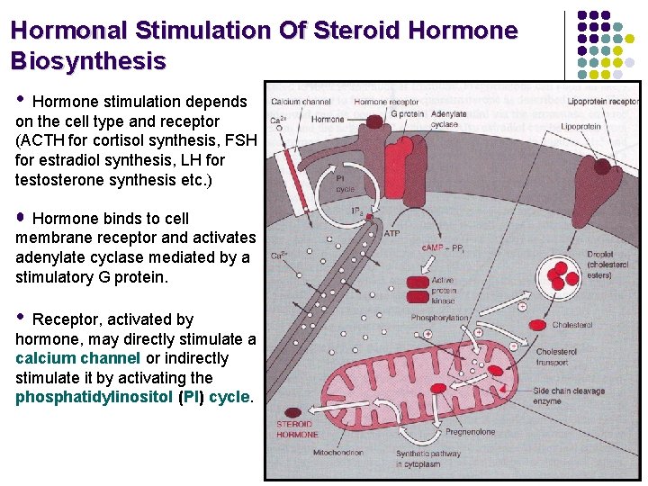 Hormonal Stimulation Of Steroid Hormone Biosynthesis • Hormone stimulation depends on the cell type