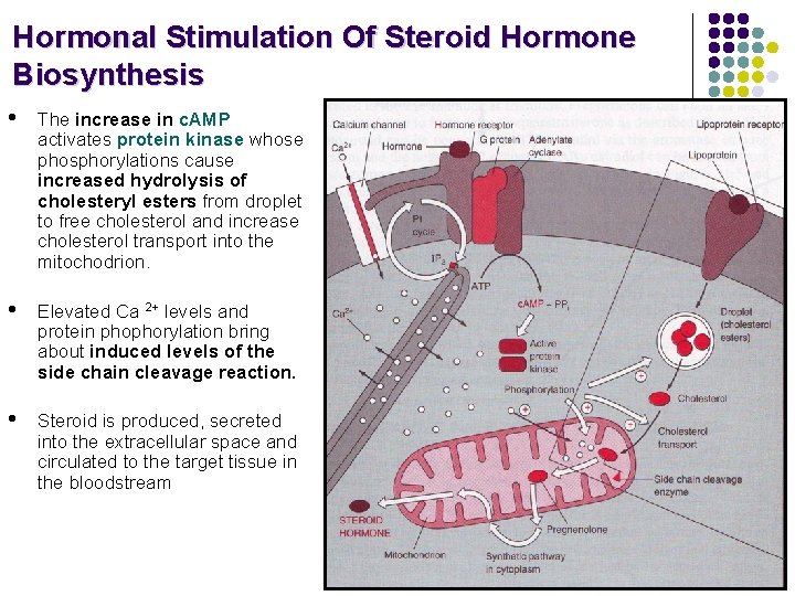 Hormonal Stimulation Of Steroid Hormone Biosynthesis • The increase in c. AMP activates protein