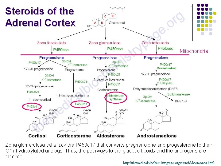 Steroids of the Adrenal Cortex Mitochondria Zona glomerulosa cells lack the P 450 c