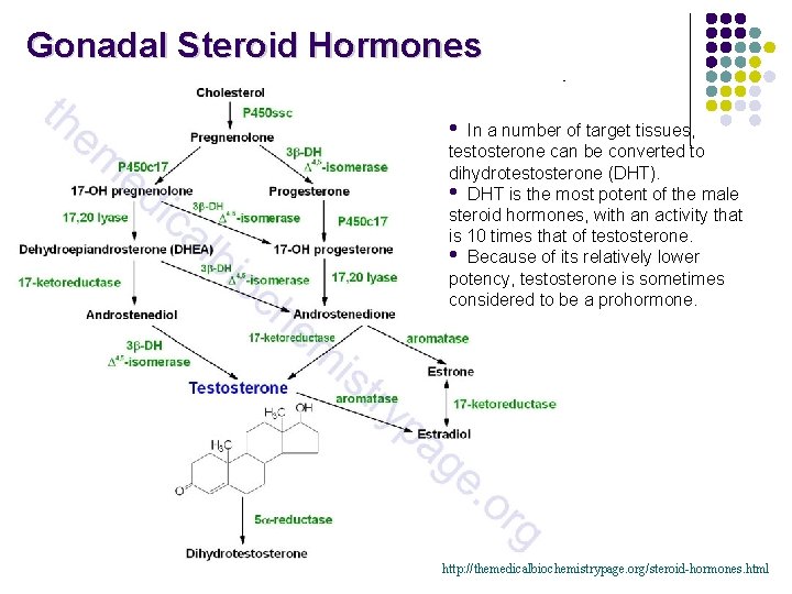 Gonadal Steroid Hormones • In a number of target tissues, testosterone can be converted
