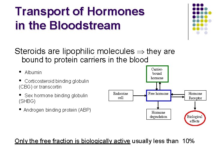Transport of Hormones in the Bloodstream Steroids are lipophilic molecules they are bound to