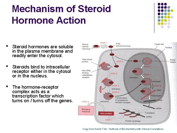 Mechanism of Steroid Hormone Action • Steroid hormones are soluble in the plasma membrane