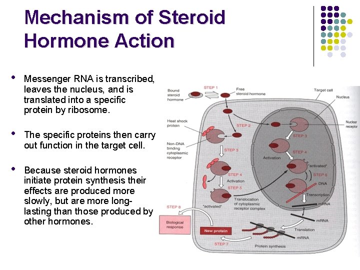 Mechanism of Steroid Hormone Action • Messenger RNA is transcribed, leaves the nucleus, and