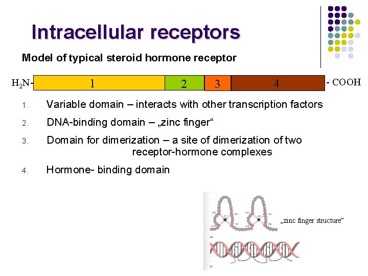 Intracellular receptors Model of typical steroid hormone receptor H 2 N- 1 2 3