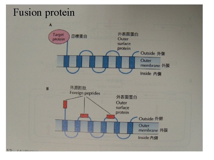 Fusion protein 