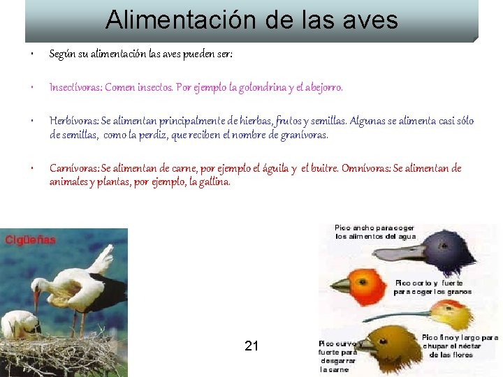 Alimentación de las aves • Según su alimentación las aves pueden ser: • •