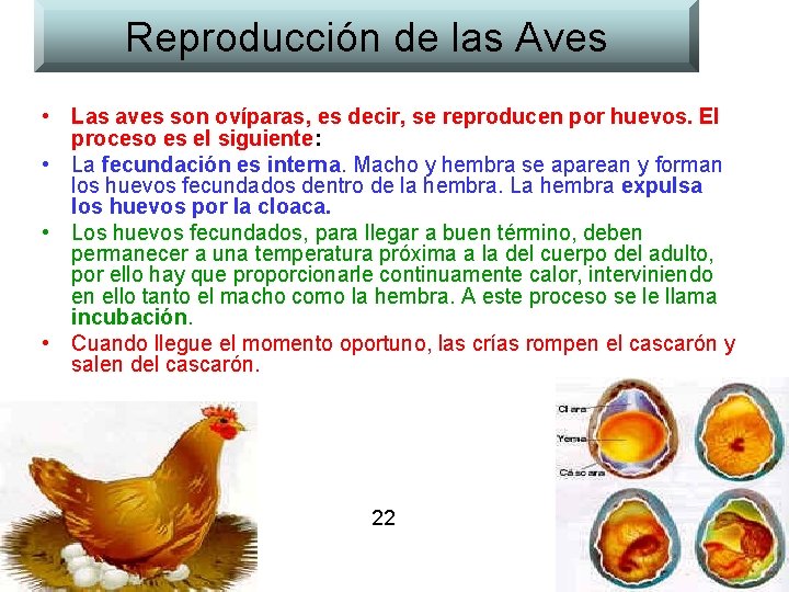 Reproducción de las Aves • Las aves son ovíparas, es decir, se reproducen por