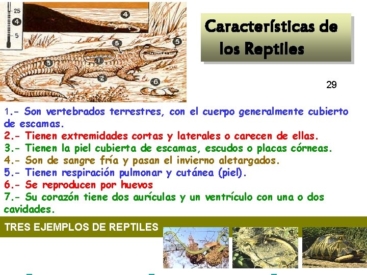  Características de los Reptiles 29 1. - Son vertebrados terrestres, con el cuerpo