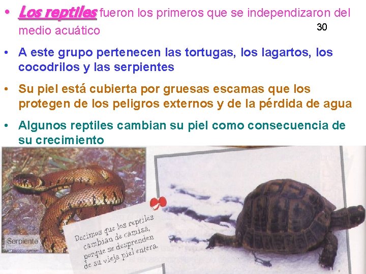  • Los reptiles fueron los primeros que se independizaron del medio acuático 30