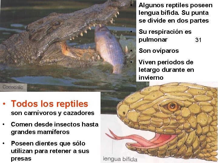  • Algunos reptiles poseen lengua bífida. Su punta se divide en dos partes