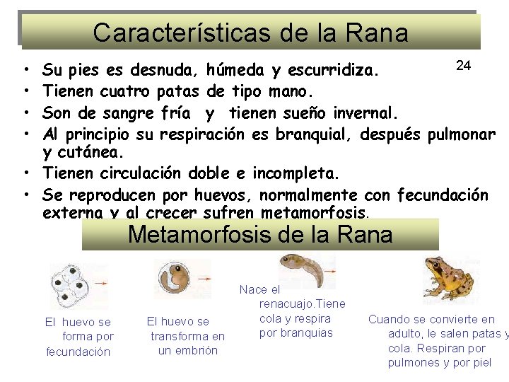 Características de la Rana • • 24 Su pies es desnuda, húmeda y escurridiza.