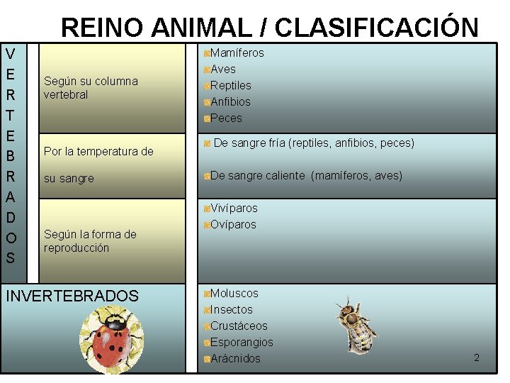 REINO ANIMAL / CLASIFICACIÓN V E R T E B R A D O