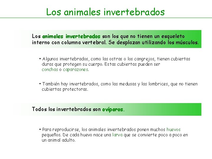 Los animales invertebrados son los que no tienen un esqueleto interno con columna vertebral.