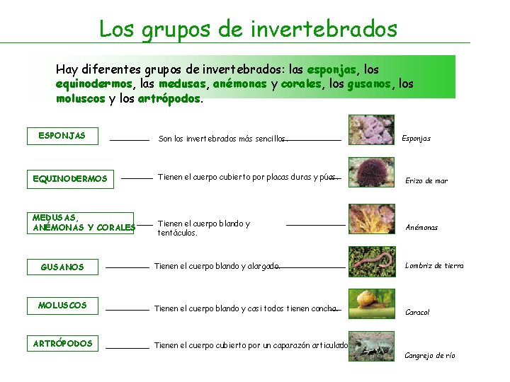 Los grupos de invertebrados Hay diferentes grupos de invertebrados: las esponjas, los equinodermos, las