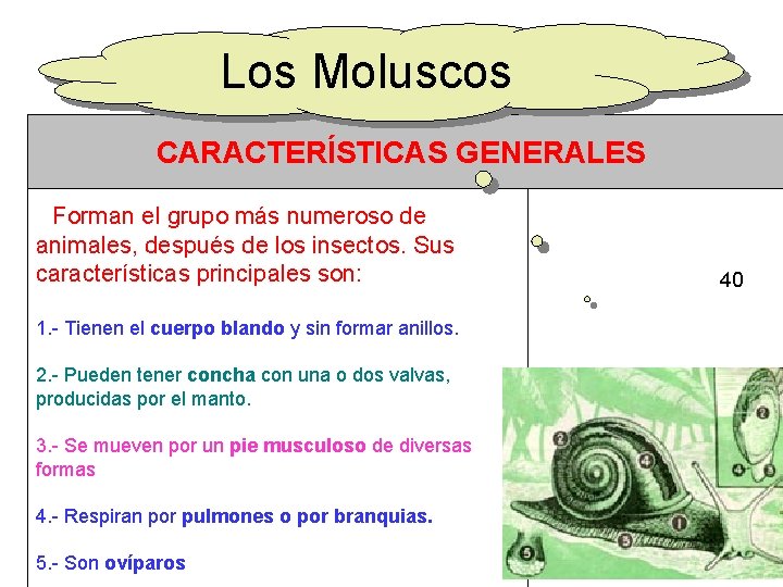 Los Moluscos CARACTERÍSTICAS GENERALES Forman el grupo más numeroso de animales, después de los