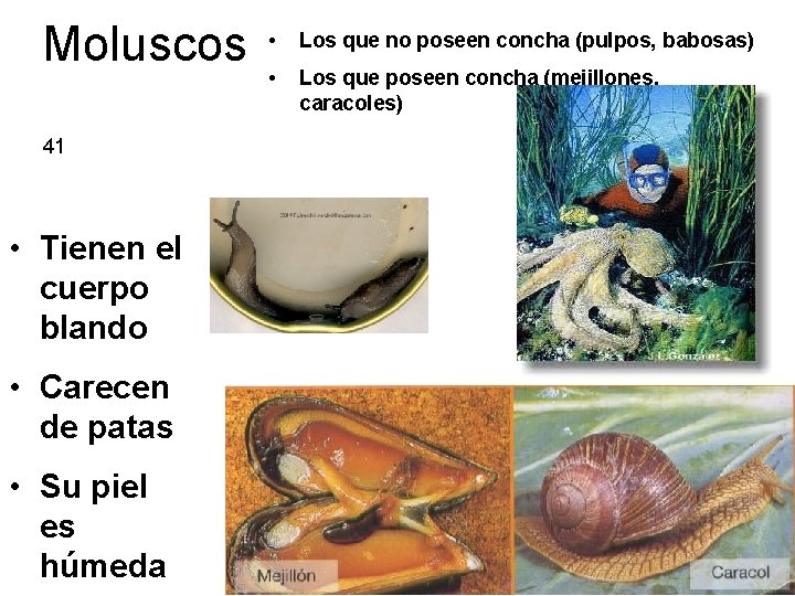 Moluscos 41 • Tienen el cuerpo blando • Carecen de patas • Su piel