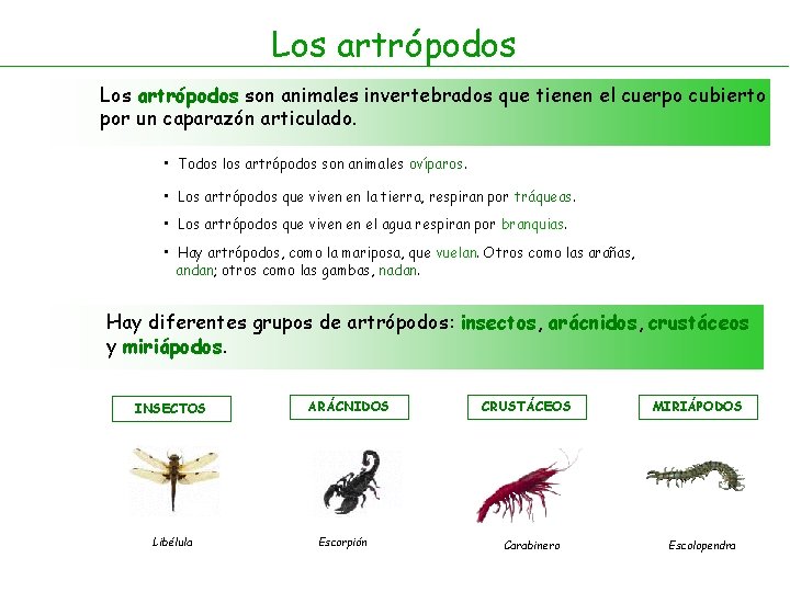 Los artrópodos son animales invertebrados que tienen el cuerpo cubierto por un caparazón articulado.