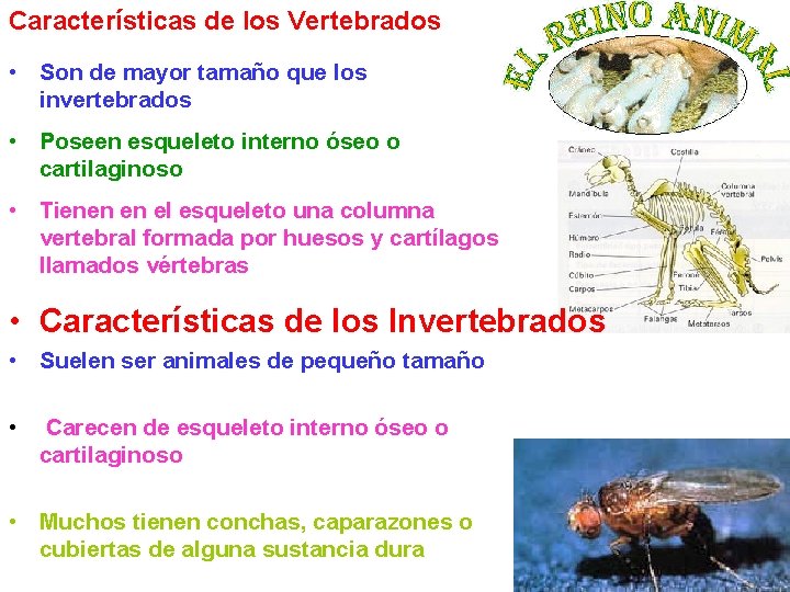 Características de los Vertebrados • Son de mayor tamaño que los invertebrados • Poseen