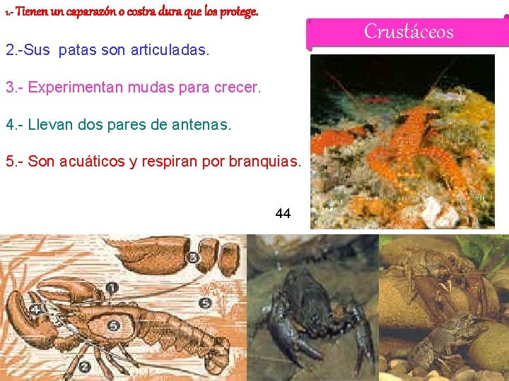 1. - Tienen un caparazón o costra dura que los protege. Crustáceos 2. -Sus