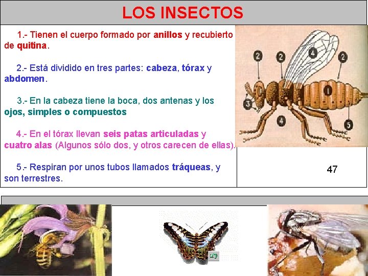 LOS INSECTOS 1. - Tienen el cuerpo formado por anillos y recubierto de quitina.