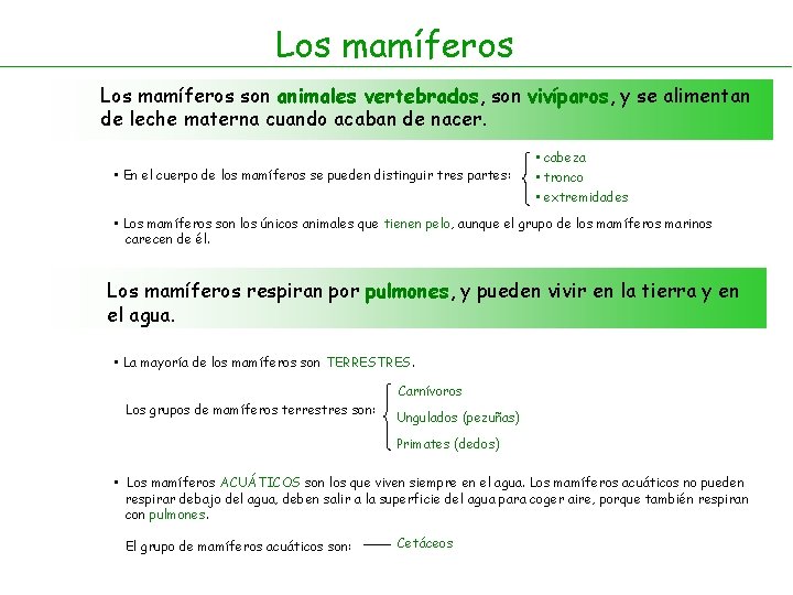 Los mamíferos son animales vertebrados, son vivíparos, y se alimentan de leche materna cuando