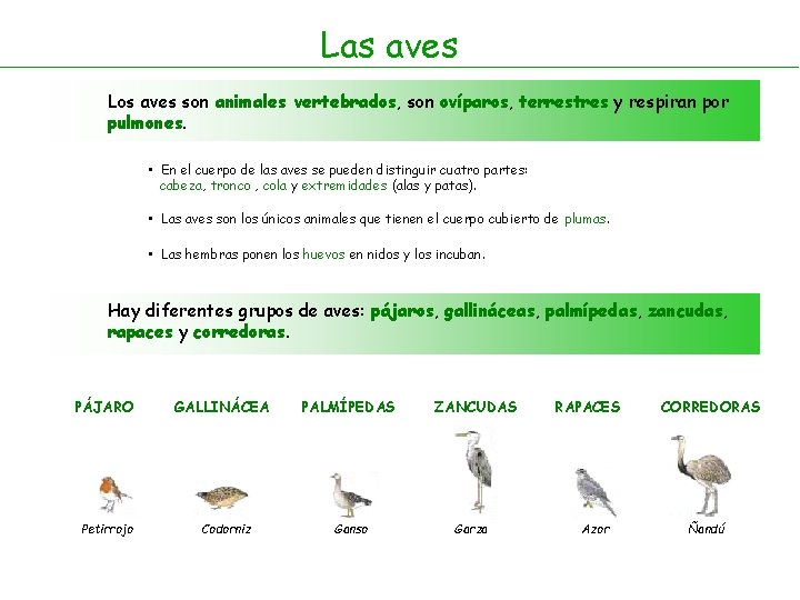 Las aves Los aves son animales vertebrados, son ovíparos, terrestres y respiran por pulmones.