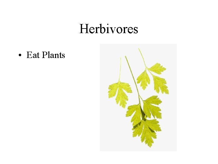 Herbivores • Eat Plants 