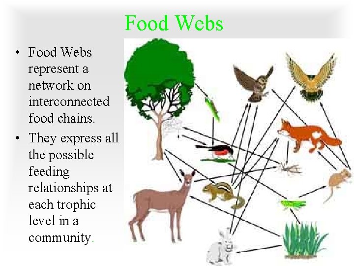 Food Webs • Food Webs represent a network on interconnected food chains. • They