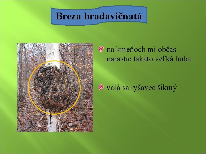 Breza bradavičnatá na kmeňoch mi občas narastie takáto veľká huba volá sa ryšavec šikmý