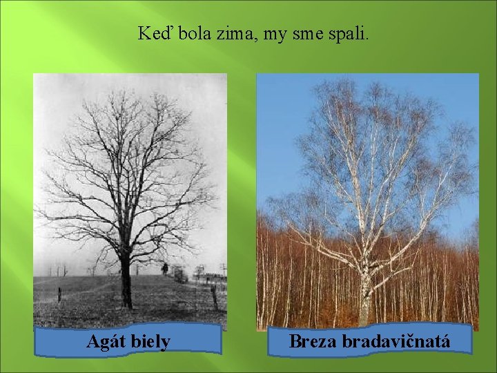 Keď bola zima, my sme spali. Agát biely Breza bradavičnatá 