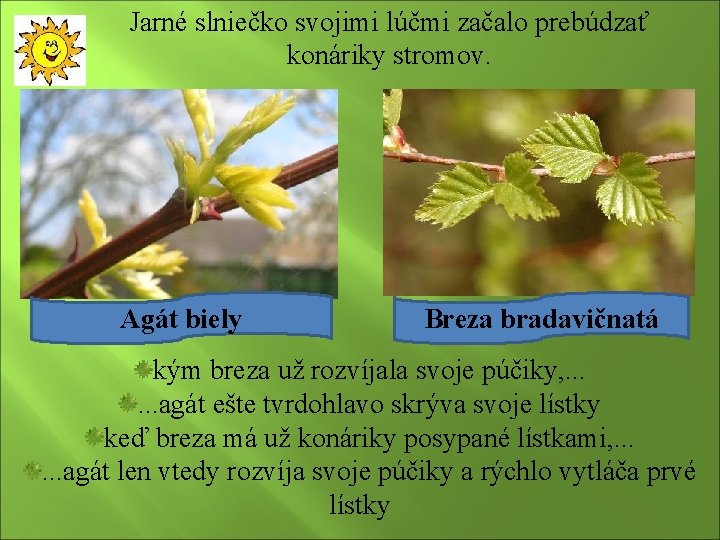 Jarné slniečko svojimi lúčmi začalo prebúdzať konáriky stromov. Agát biely Breza bradavičnatá kým breza