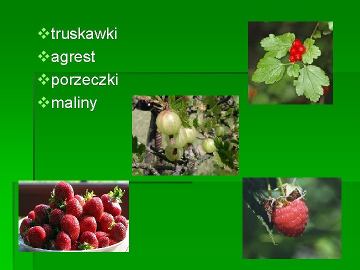 vtruskawki vagrest vporzeczki vmaliny 