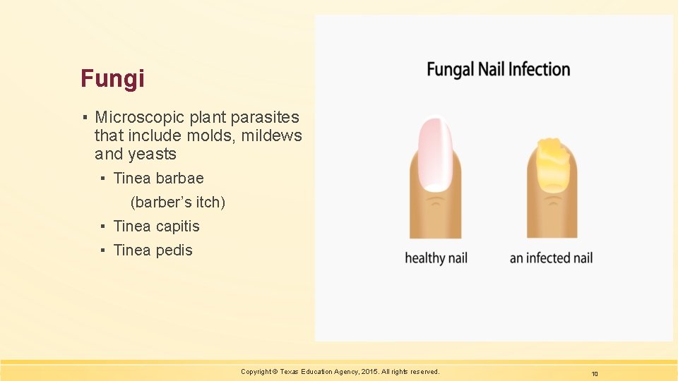 Fungi ▪ Microscopic plant parasites that include molds, mildews and yeasts ▪ Tinea barbae