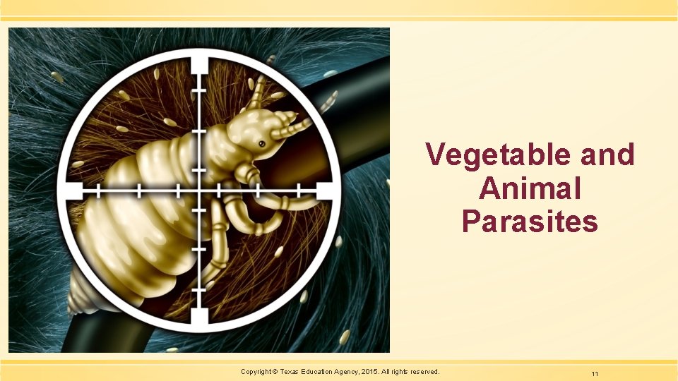 Vegetable and Animal Parasites Copyright © Texas Education Agency, 2015. All rights reserved. 11