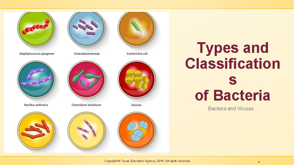 Types and Classification s of Bacteria and Viruses Copyright © Texas Education Agency, 2015.