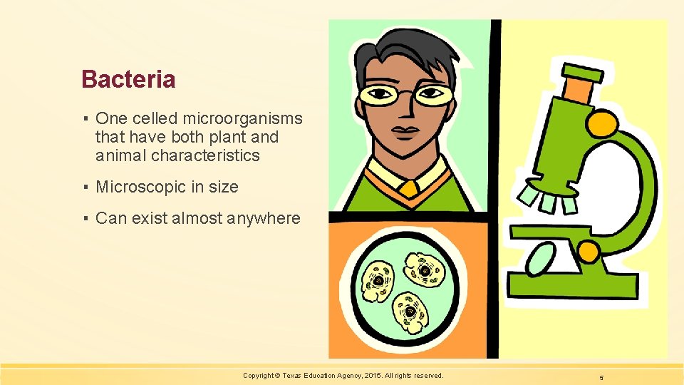 Bacteria ▪ One celled microorganisms that have both plant and animal characteristics ▪ Microscopic
