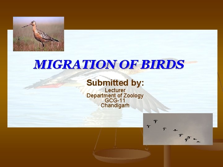 MIGRATION OF BIRDS Submitted by: Lecturer Department of Zoology GCG-11 Chandigarh 