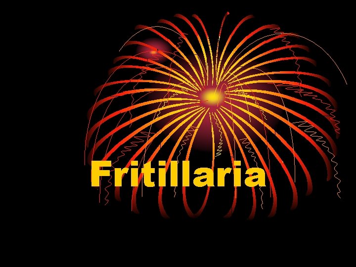 Fritillaria 