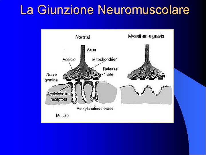 La Giunzione Neuromuscolare La Giunzione Neuromuscolare