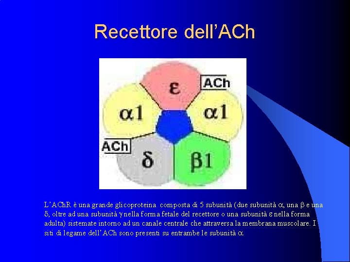 Recettore dell’ACh L’ACh. R è una grande glicoproteina composta di 5 subunità (due subunità