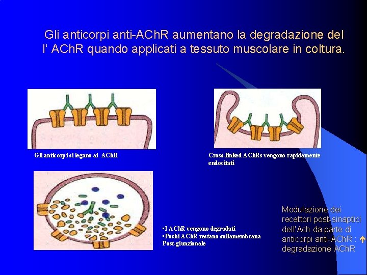 Gli anticorpi anti-ACh. R aumentano la degradazione del l’ ACh. R quando applicati a