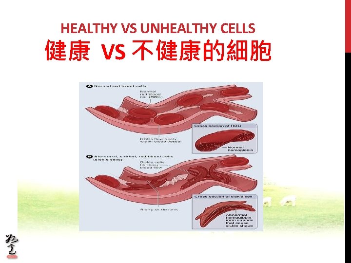 HEALTHY VS UNHEALTHY CELLS 健康 VS 不健康的細胞 HEALTHY VS UNHEALTHY CELLS 健康 VS 不健康的細胞