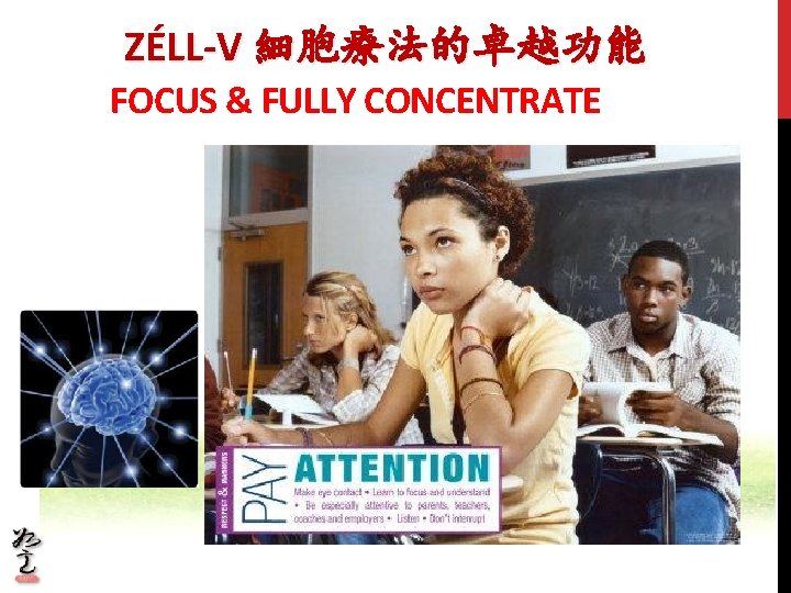 ZÉLL-V 細胞療法的卓越功能 FOCUS & FULLY CONCENTRATE 