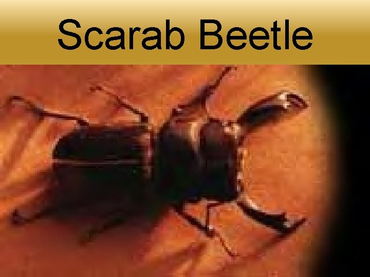 Soorabi Insect Physical Features of N Africa S W Asia