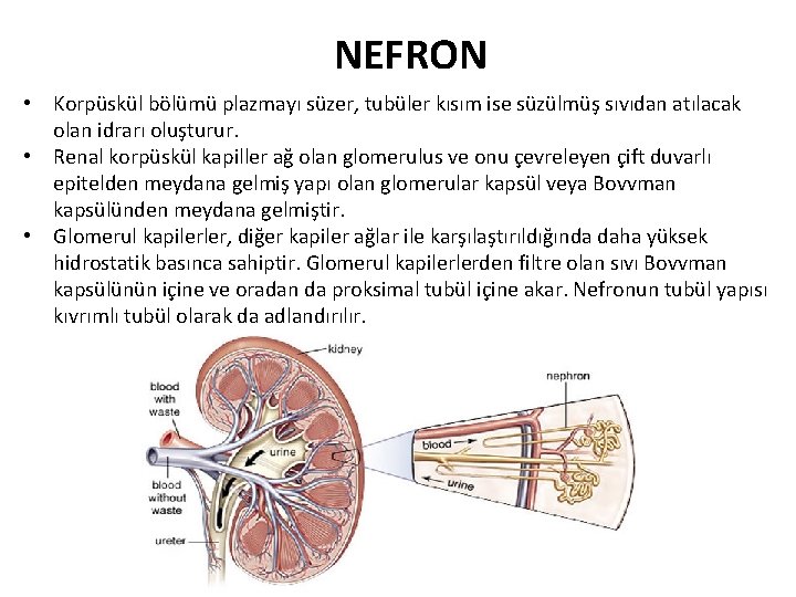 NEFRON • Korpüskül bölümü plazmayı süzer, tubüler kısım ise süzülmüş sıvıdan atılacak olan idrarı